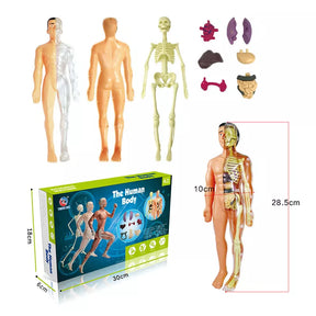 Brinquedo de Anatomia - Esqueleto 3D com Órgãos - YoKids