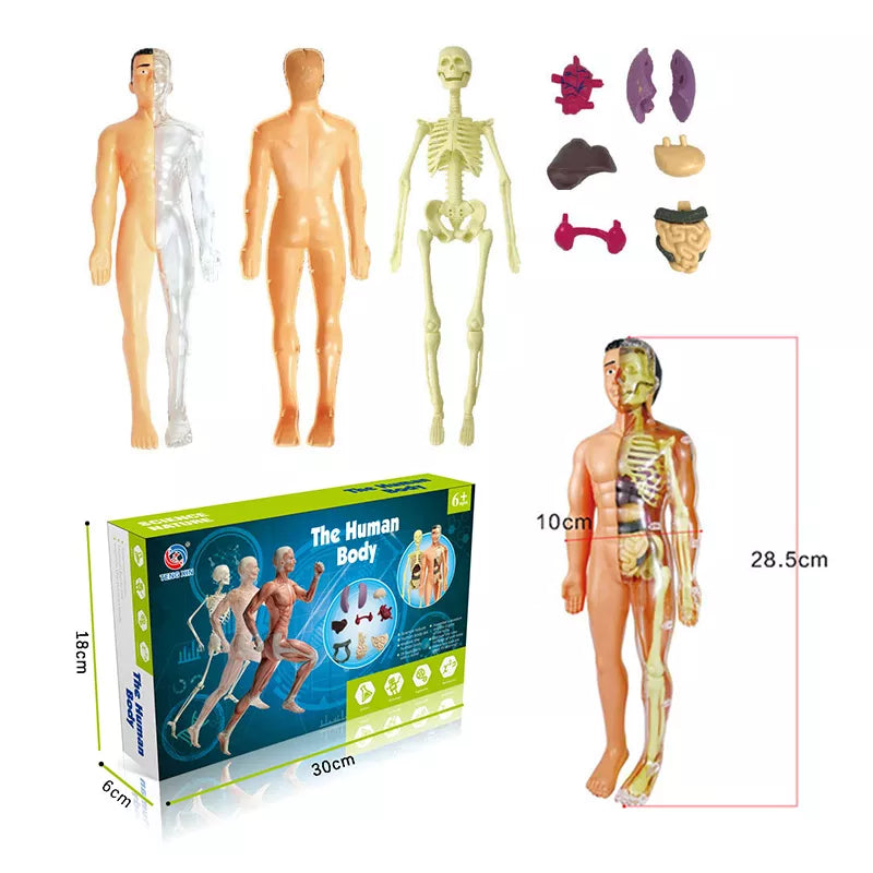 Brinquedo de Anatomia - Esqueleto 3D com Órgãos - YoKids