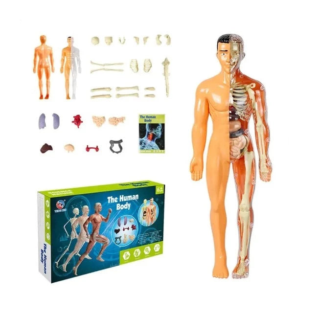 Brinquedo de Anatomia - Esqueleto 3D com Órgãos - YoKids