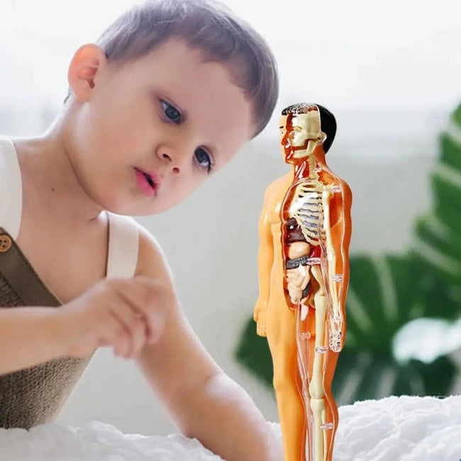 Brinquedo de Anatomia - Esqueleto 3D com Órgãos - YoKids