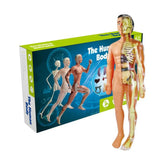 Brinquedo de Anatomia - Esqueleto 3D com Órgãos - YoKids