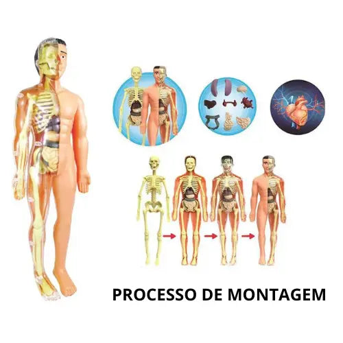 Brinquedo de Anatomia - Esqueleto 3D com Órgãos - YoKids